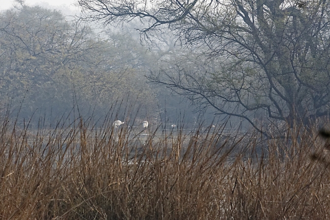 Keoladeo national park-093